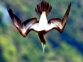 Brown Booby