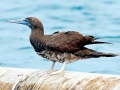 Brown Booby