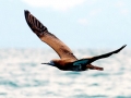 Brown Booby