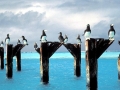 Brown Booby