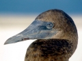Brown Booby
