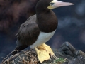 Brown Booby