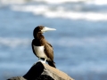 Brown Booby