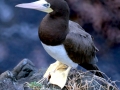 Brown Booby
