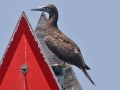 Brown Booby