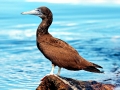 Brown Booby