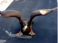 Brown Booby