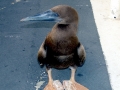 Brown Booby