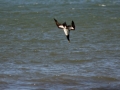 Brown Booby