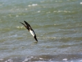 Brown Booby