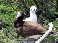 Brown Booby