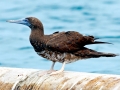 Brown Booby