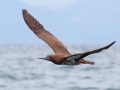 Brown Booby