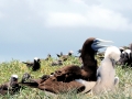 Brown Booby