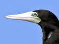 Brown Booby