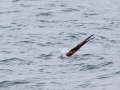 Brown Booby