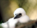 Brown Booby