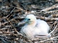 Brown Booby