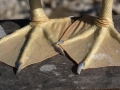 Brown Booby