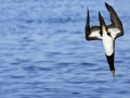 Brown Booby