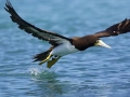 Brown Booby