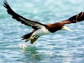 Brown Booby