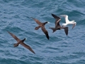 Brown Booby