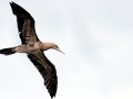 Brown Booby