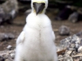 Brown Booby