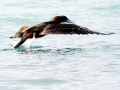 Brown Booby