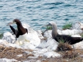Brown Booby