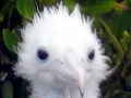 Brown Booby