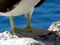 Brown Booby