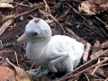 Brown Booby