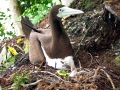 Brown Booby