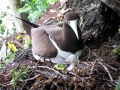Brown Booby