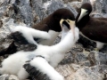 Brown Booby