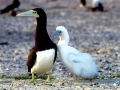 Brown Booby