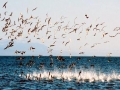 Brown Booby