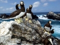 Brown Booby