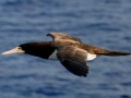 Brown Booby