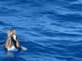 Brown Booby