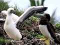 Brown Booby