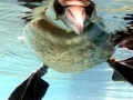 Brown Booby