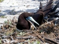 Brown Booby
