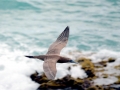 Brown Booby