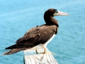 Brown Booby