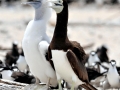 Brown Booby