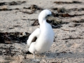 Brown Booby