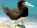 Brown Booby